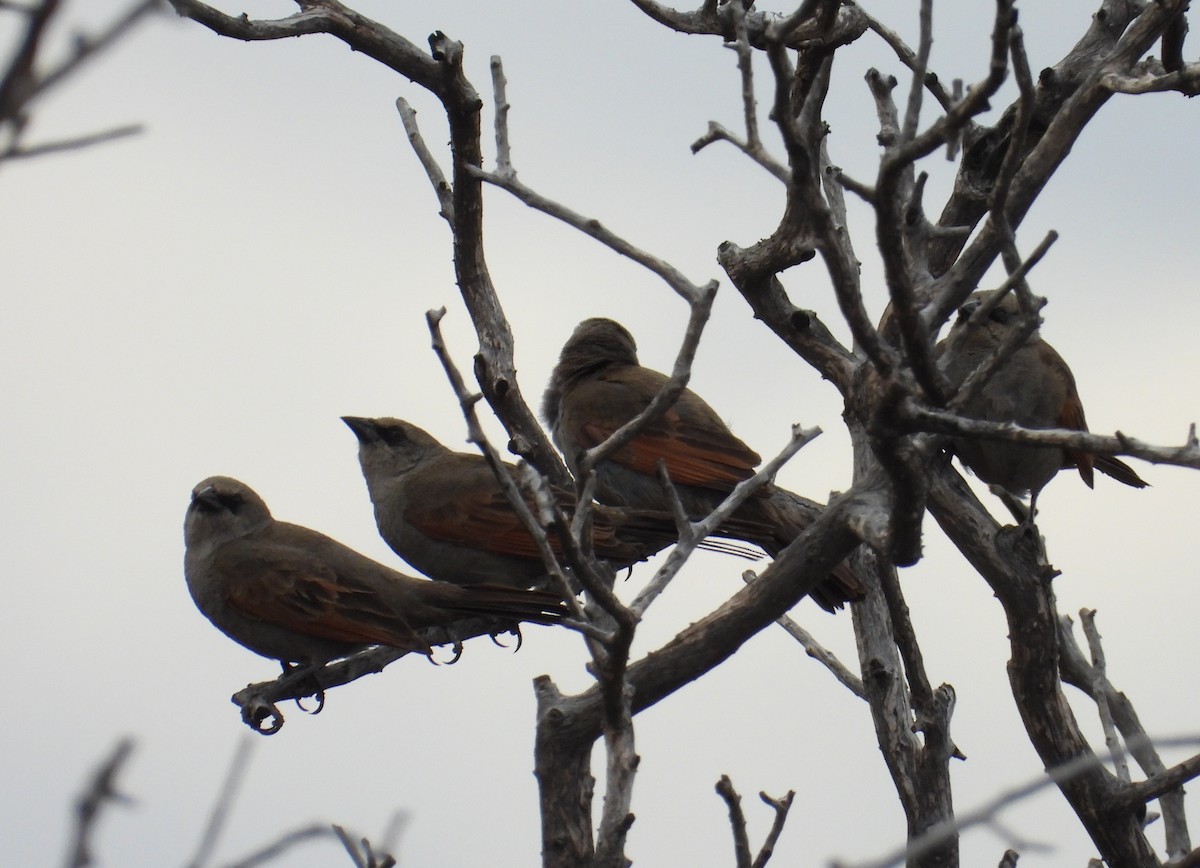 Grayish Baywing - ML650923292