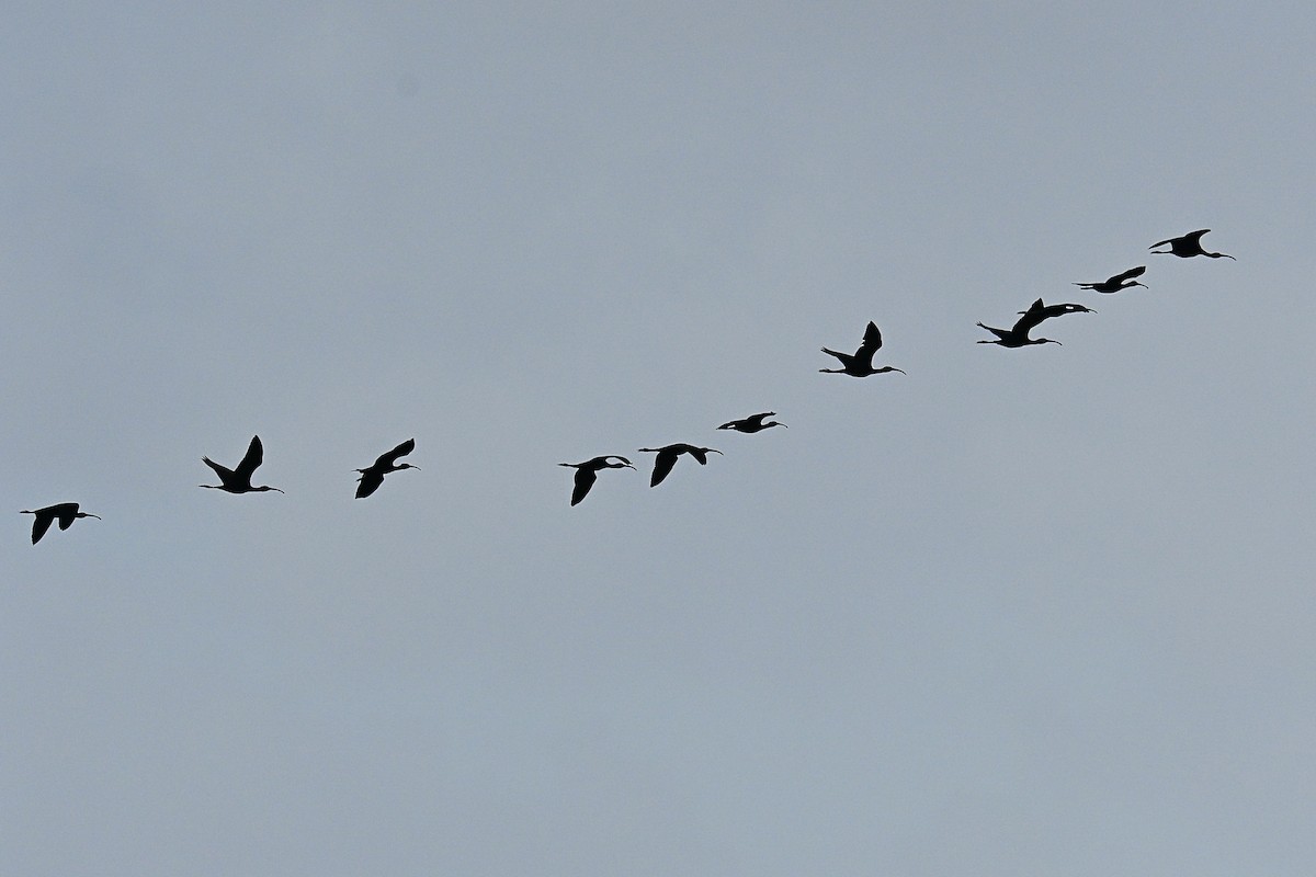 Sichler - ML650923309