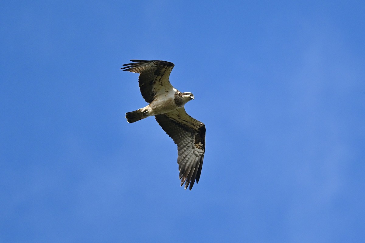 Fischadler - ML650923314