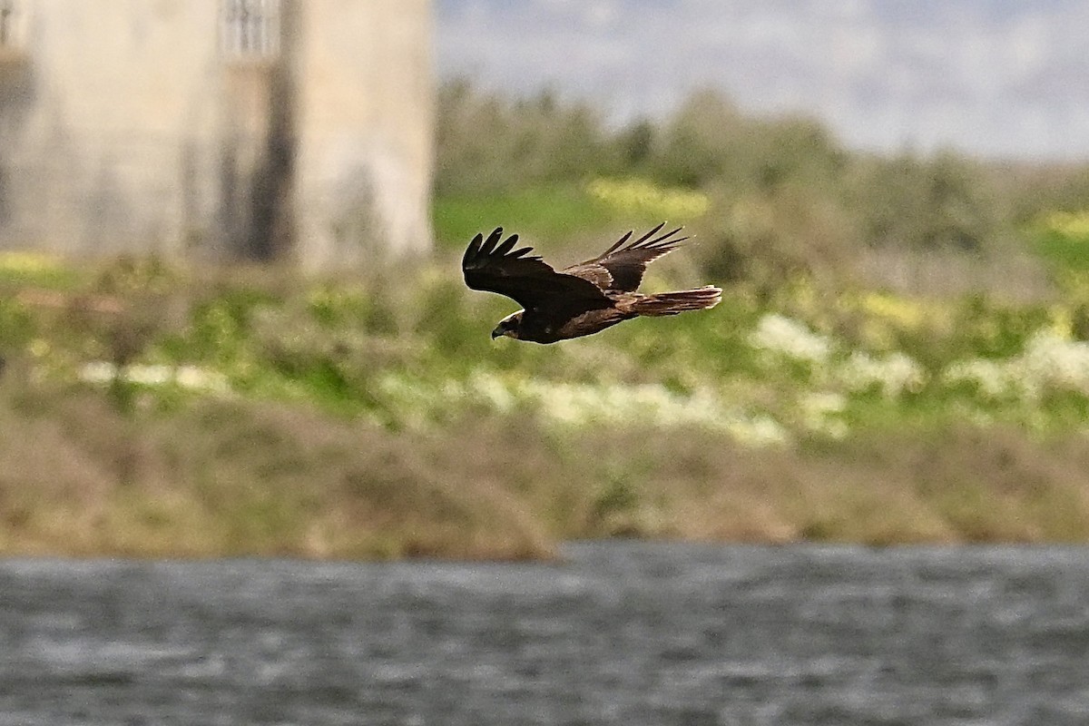 Rohrweihe - ML650923325