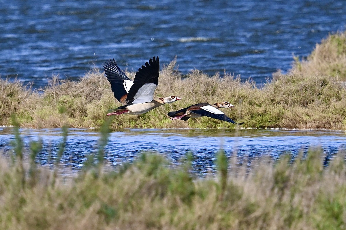 Nilgans - ML650923573
