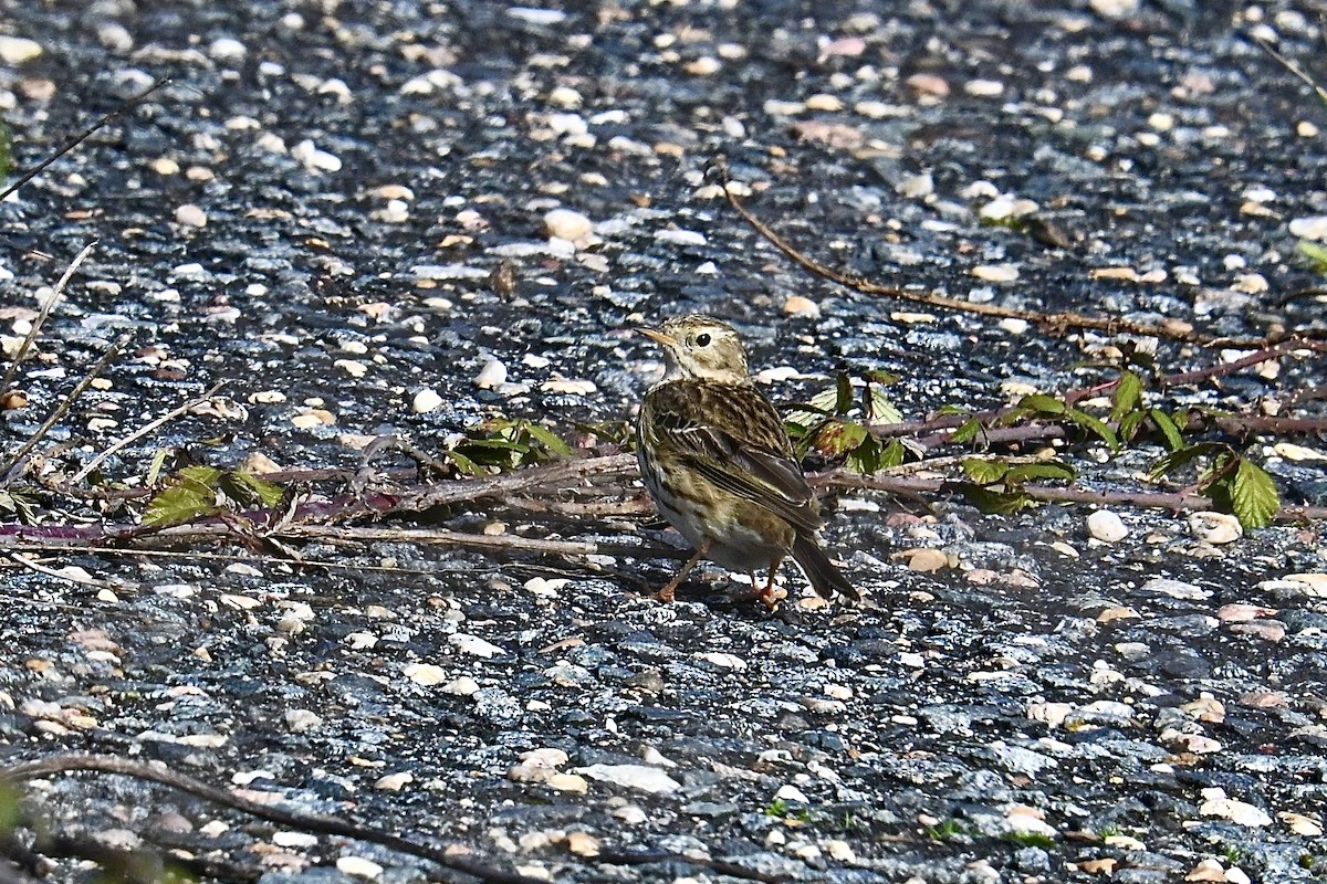 Wiesenpieper - ML650923615