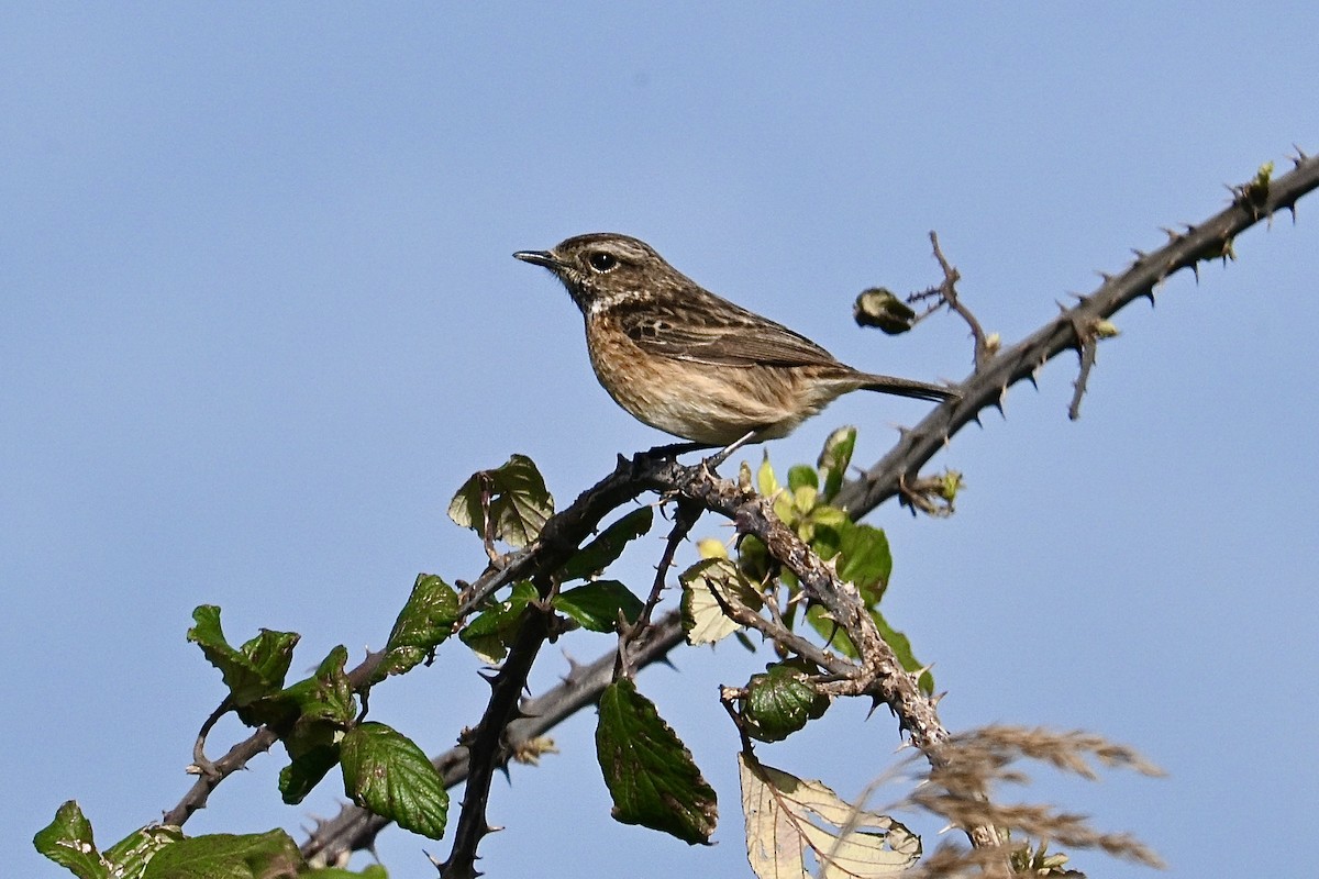 Schwarzkehlchen - ML650923671