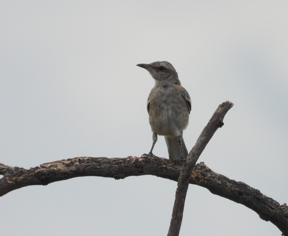 Patagonian Mockingbird - ML650923729