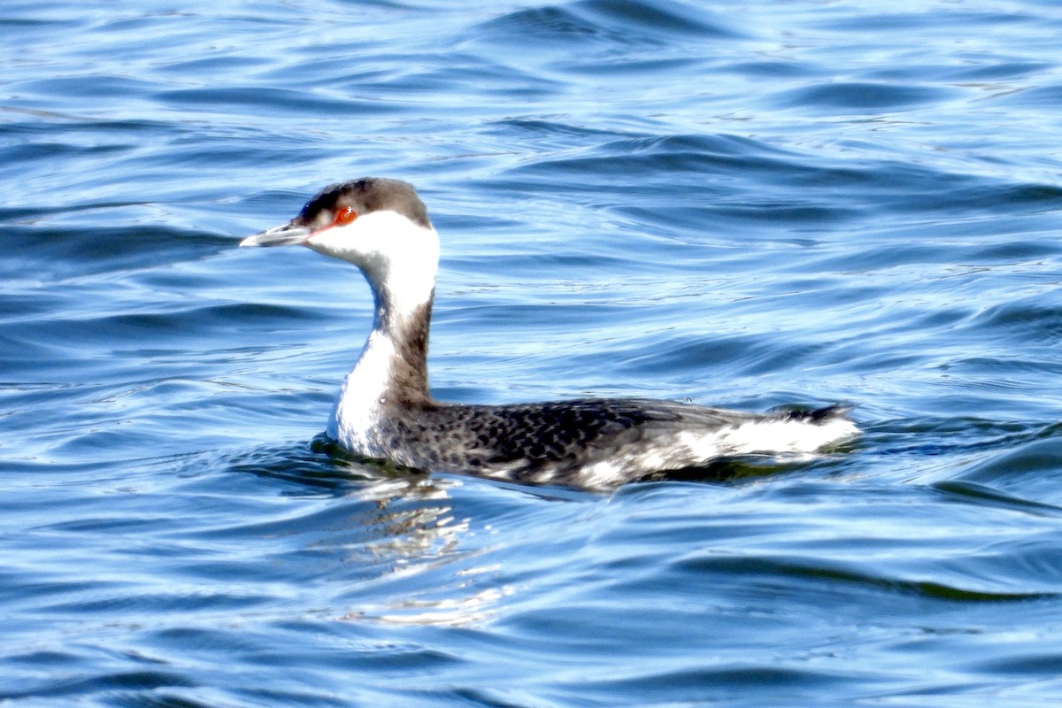 Txilinporta urrebelarria - ML650923732