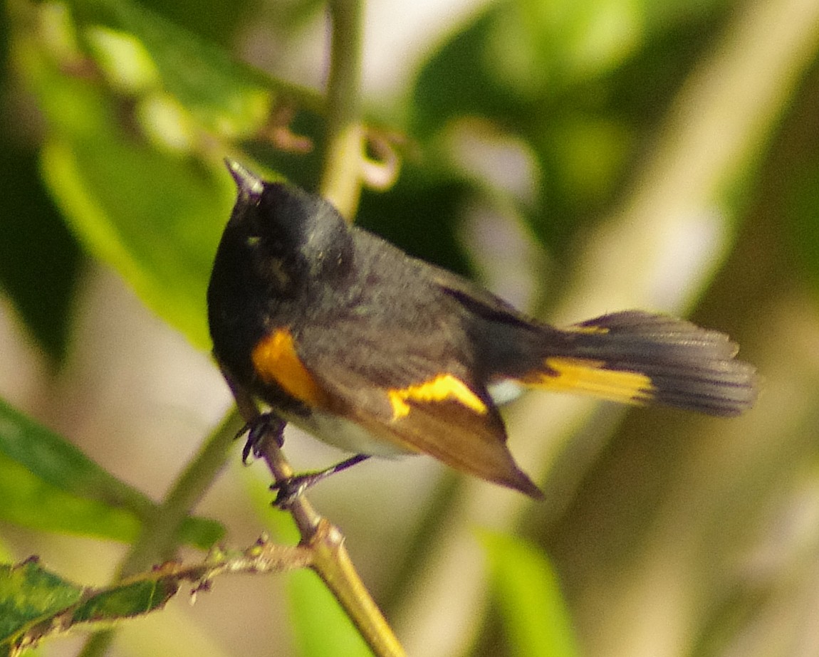 American Redstart - ML650923805