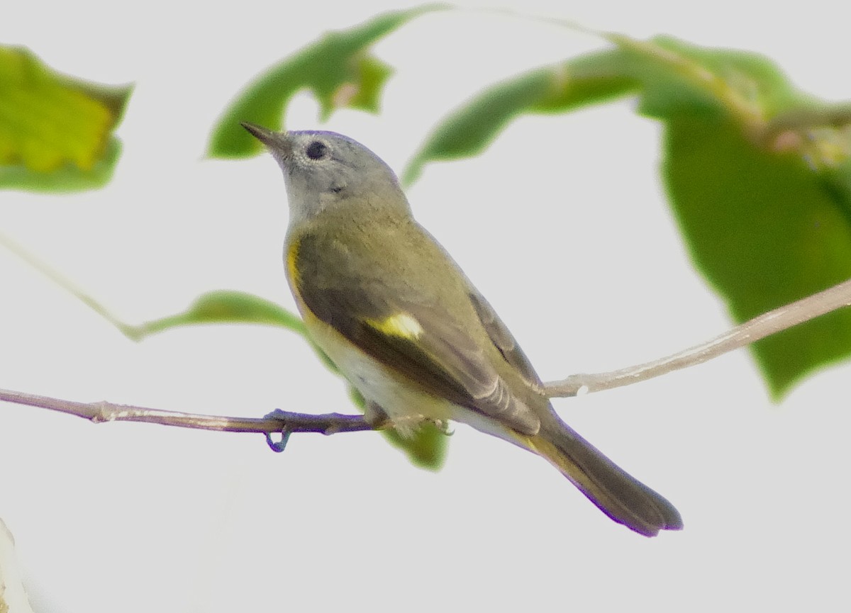 American Redstart - ML650923845
