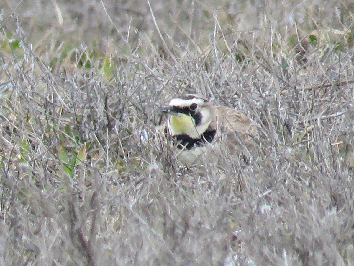 Horned Lark - ML650923857