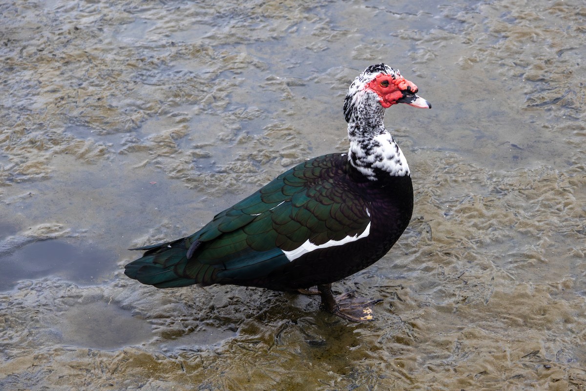 ברבר (מבוית) - ML650923889