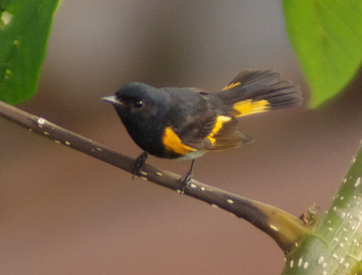 American Redstart - ML650923916