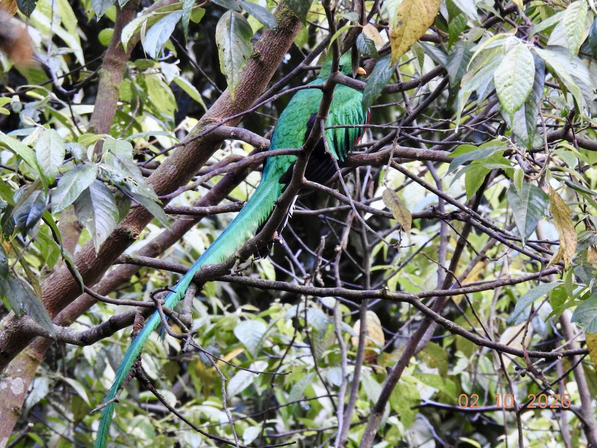 Resplendent Quetzal - ML650923939