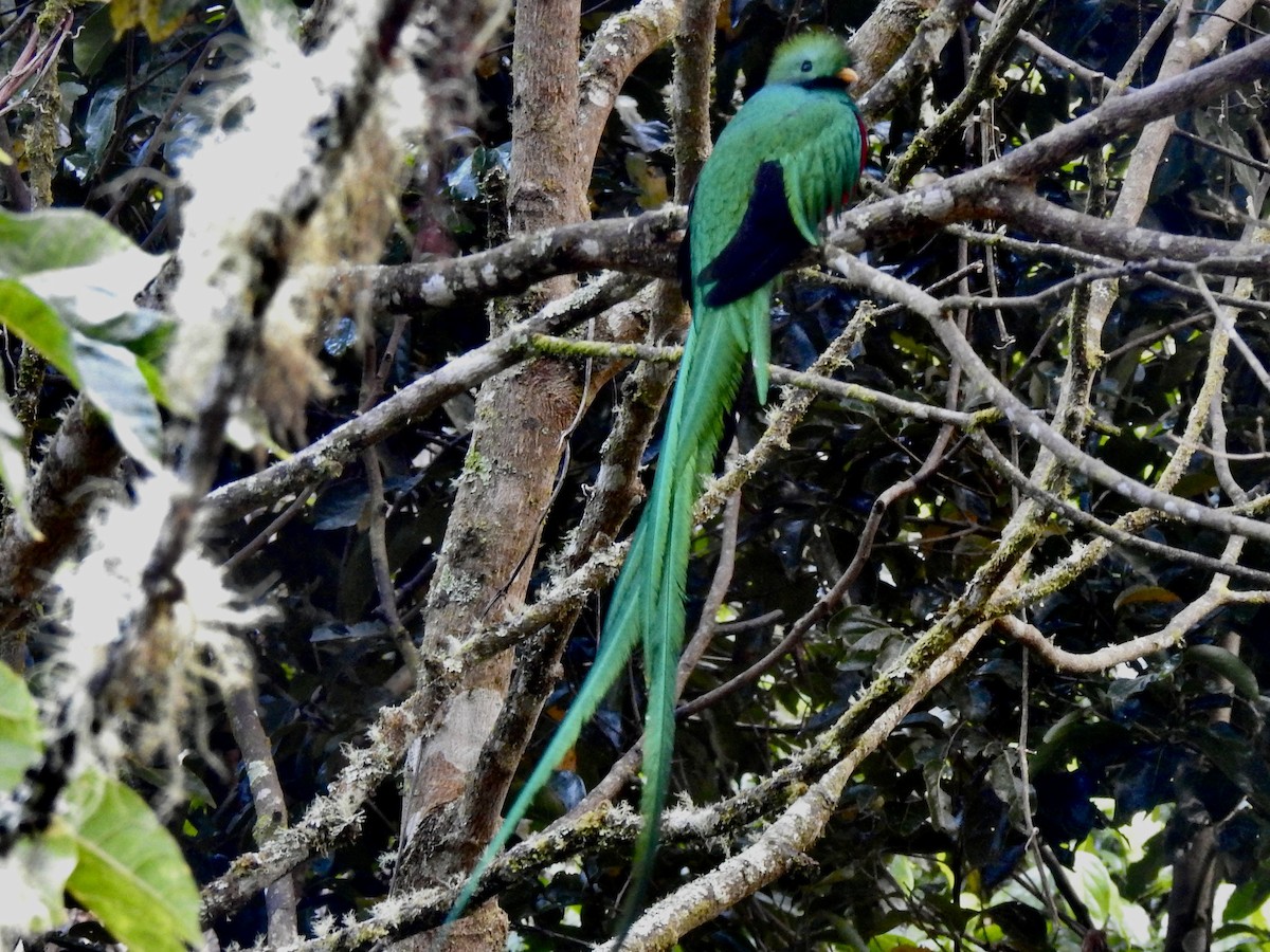 Resplendent Quetzal - ML650923963