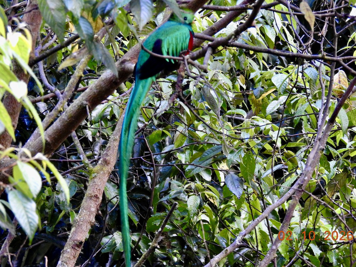 Resplendent Quetzal - ML650924040