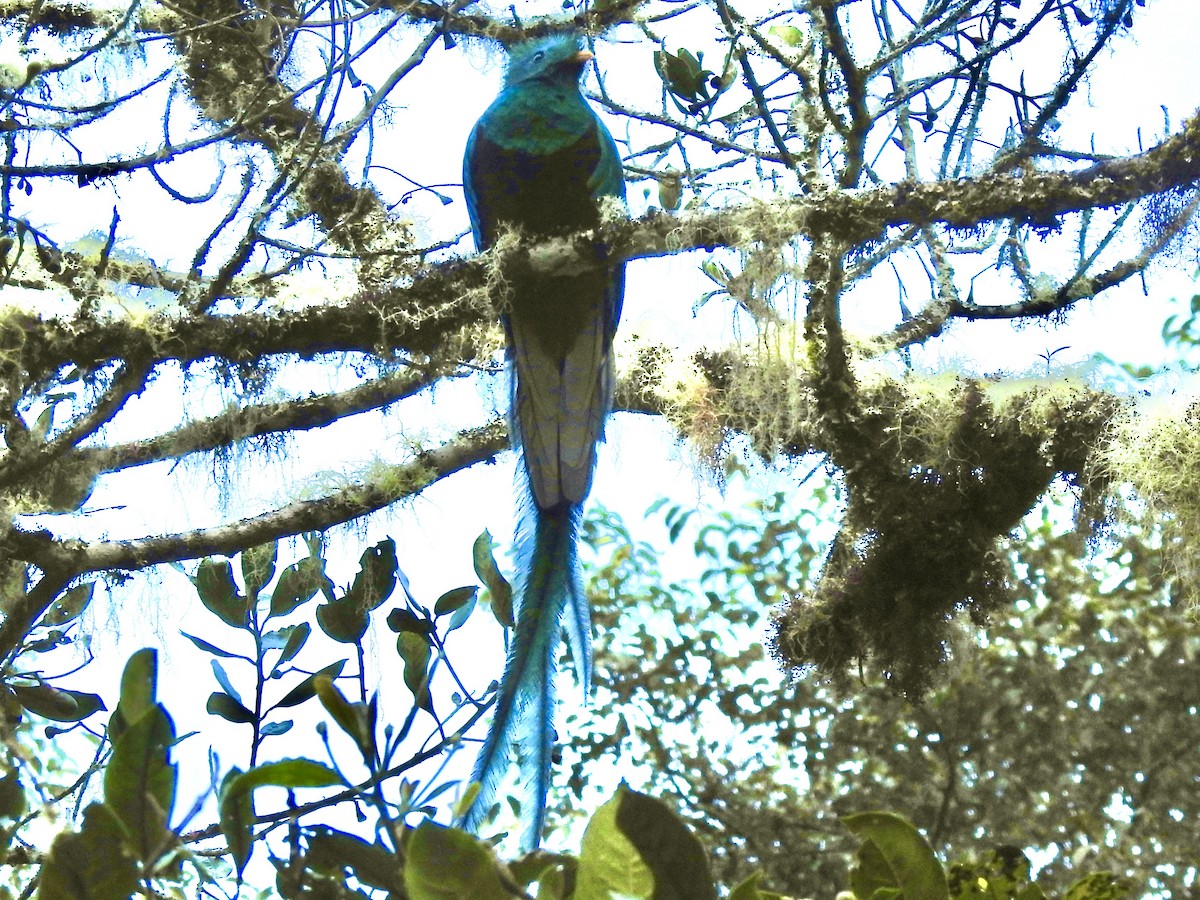 Resplendent Quetzal - ML650924085