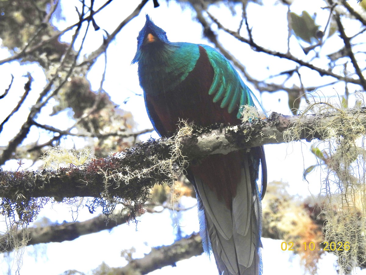Resplendent Quetzal - ML650924117