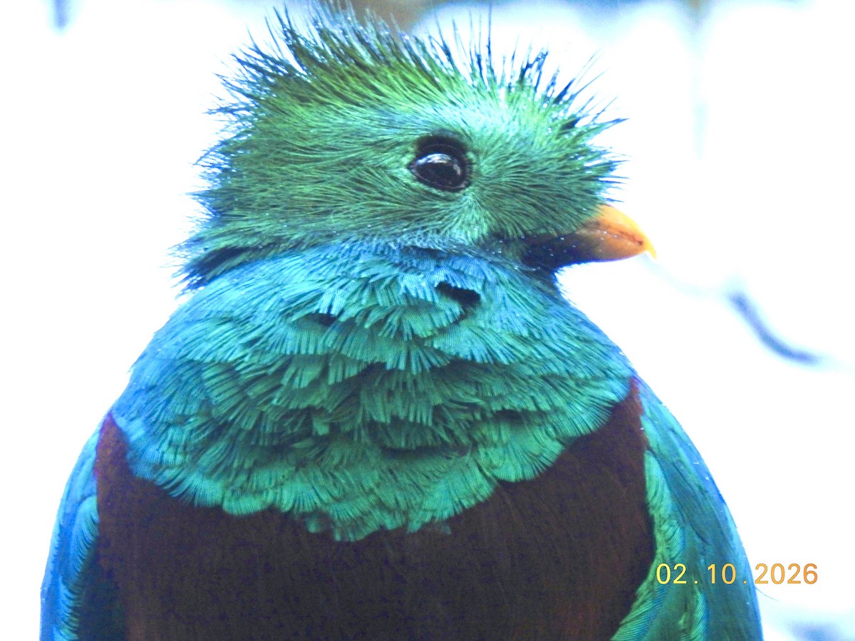 Resplendent Quetzal - ML650924129
