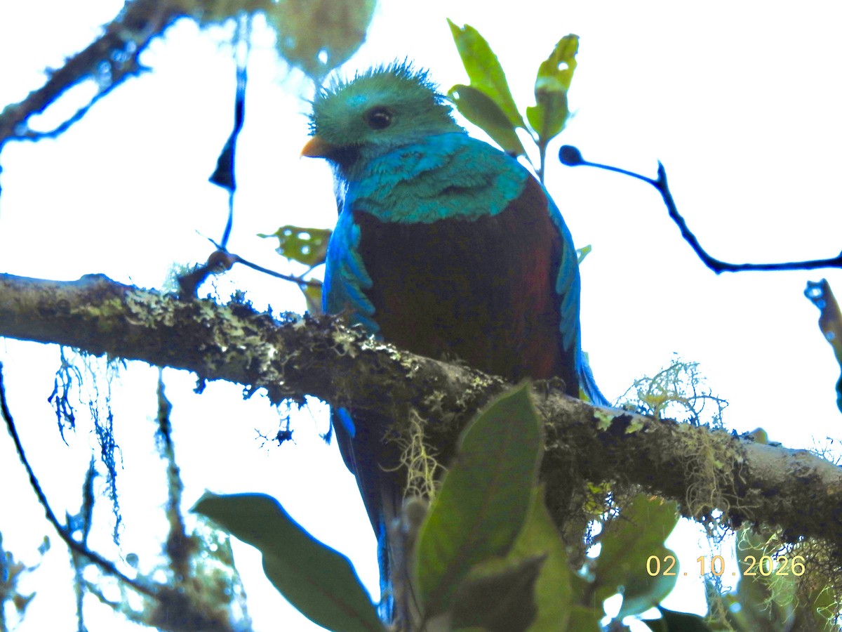 Resplendent Quetzal - ML650924147