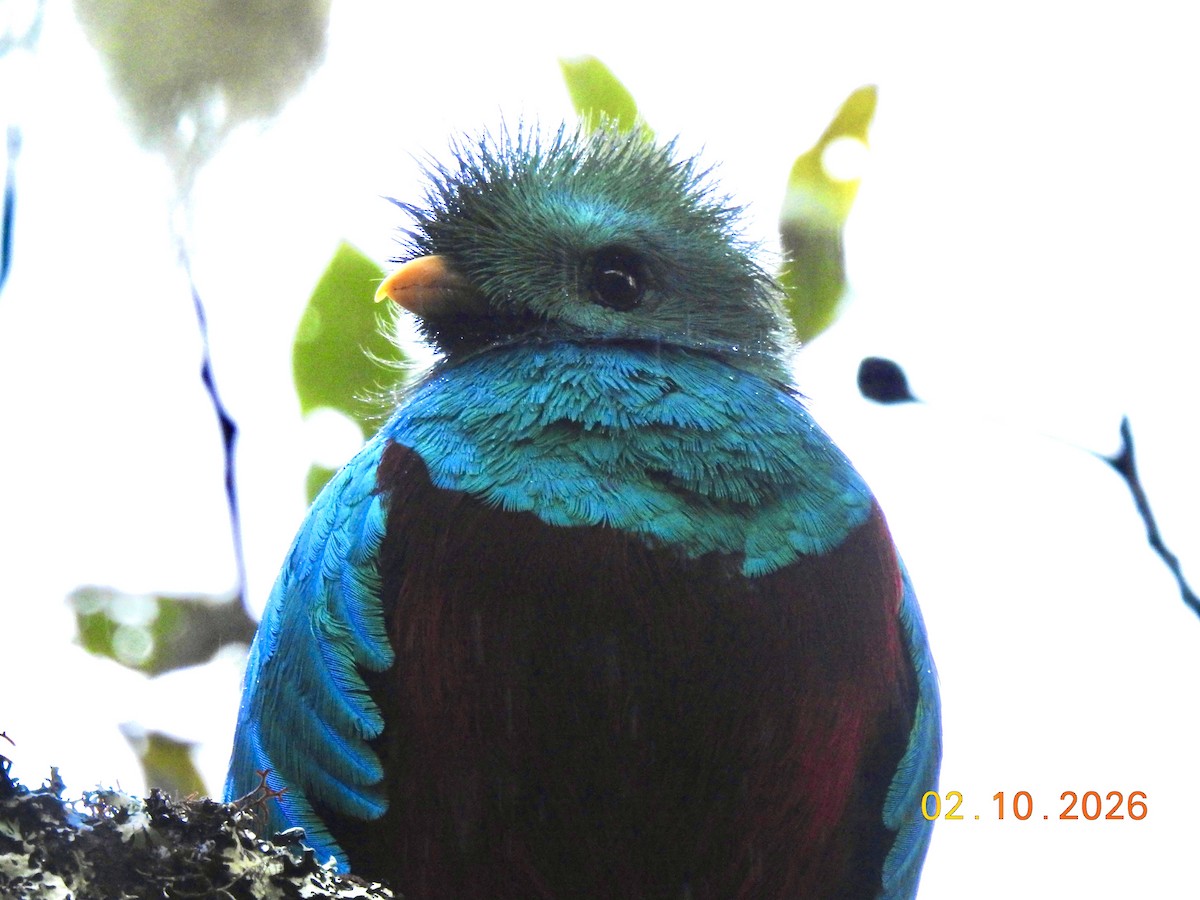 Resplendent Quetzal - ML650924152