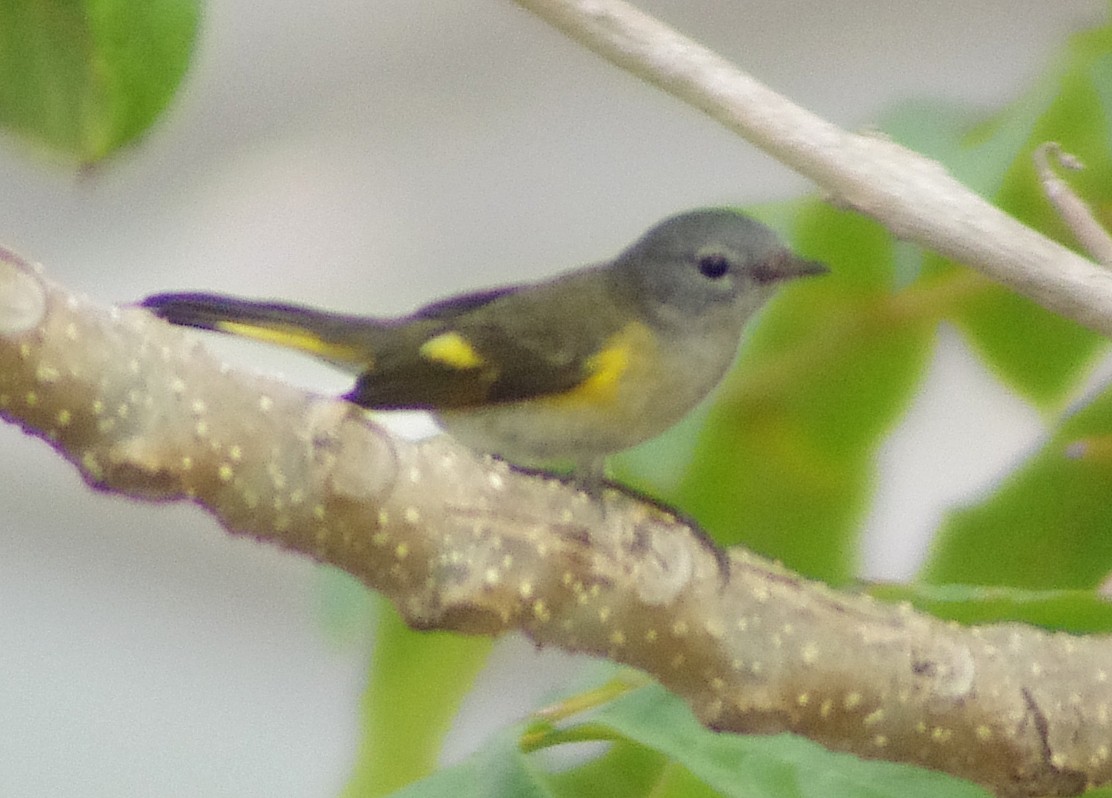 American Redstart - ML650924221