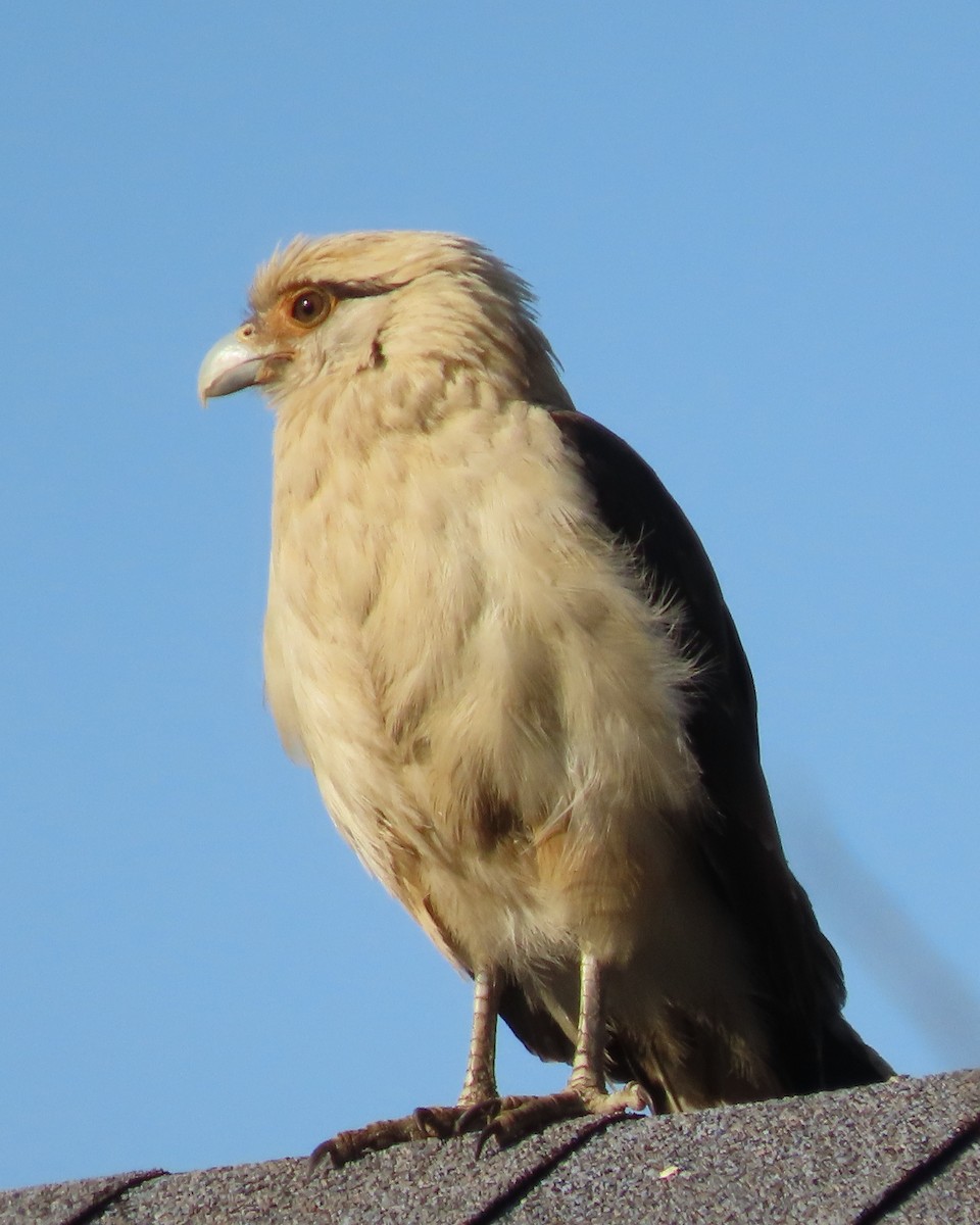 Yellow-headed Caracara - ML650924498