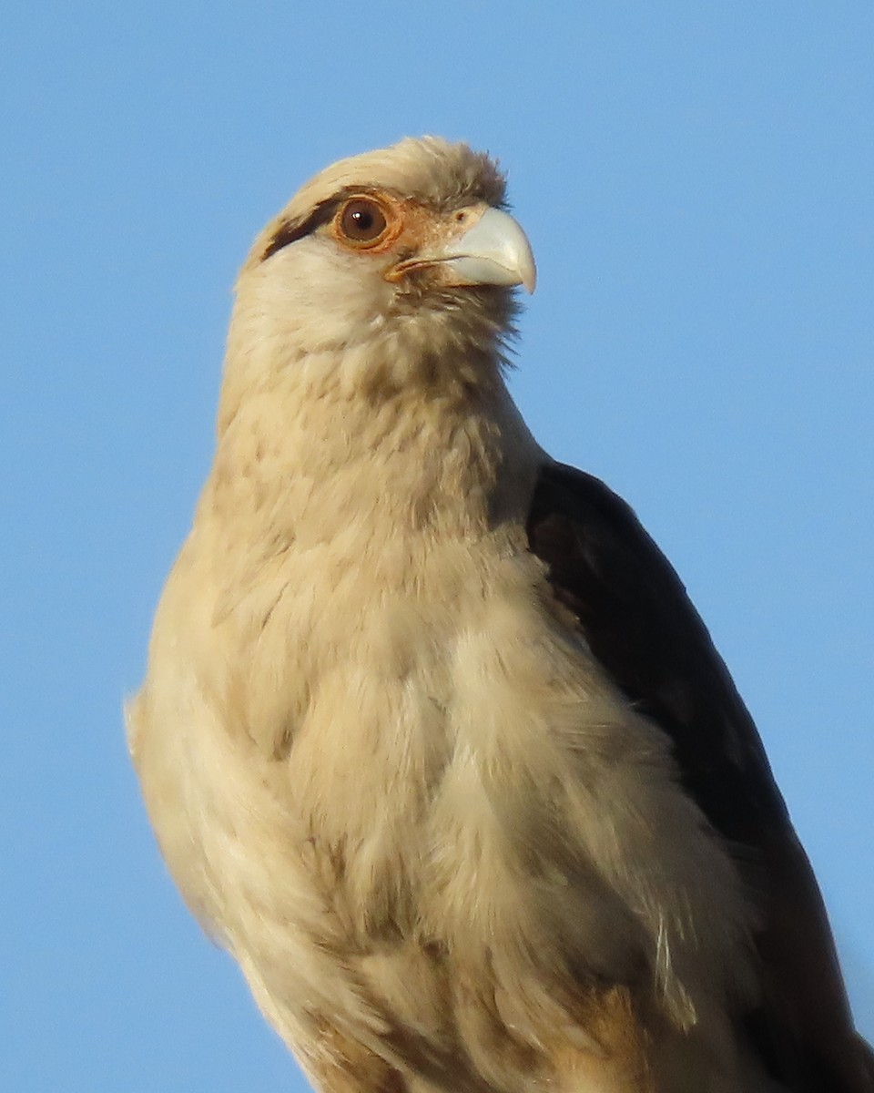 Yellow-headed Caracara - ML650924504