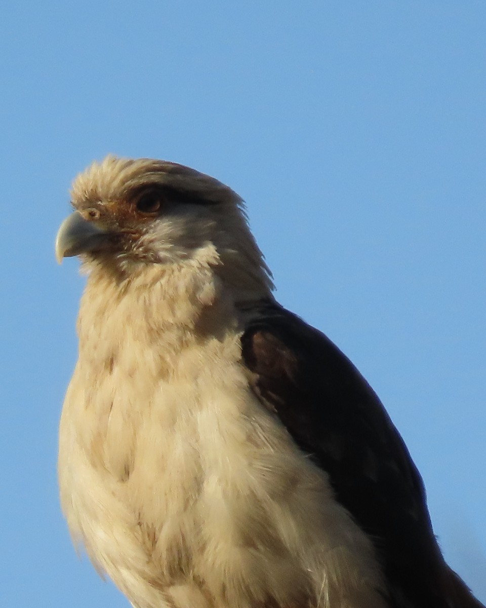 Yellow-headed Caracara - ML650924505