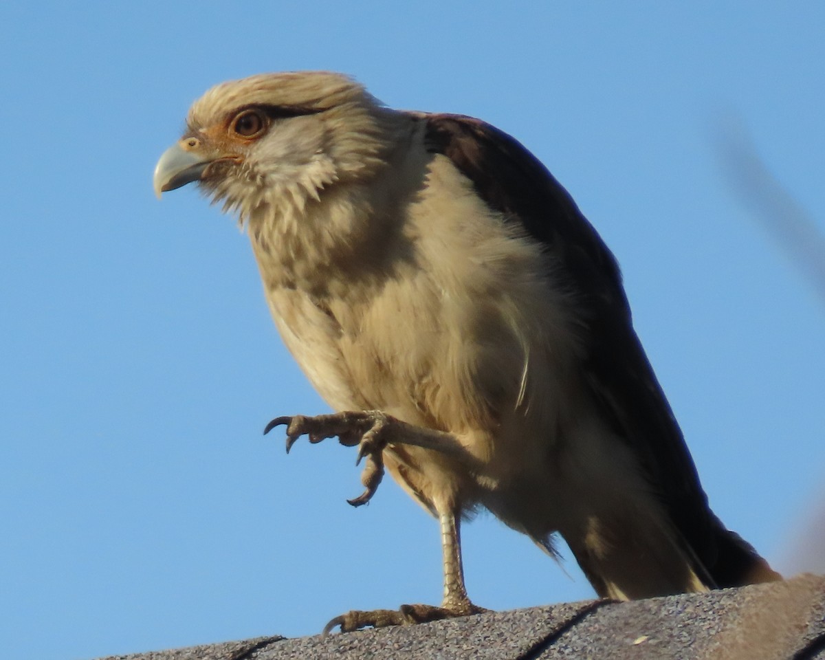 Yellow-headed Caracara - ML650924540