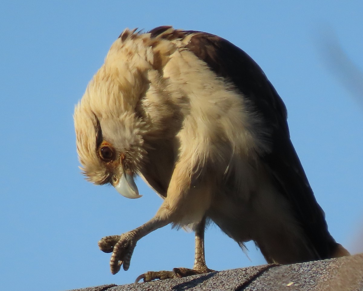 Yellow-headed Caracara - ML650924551