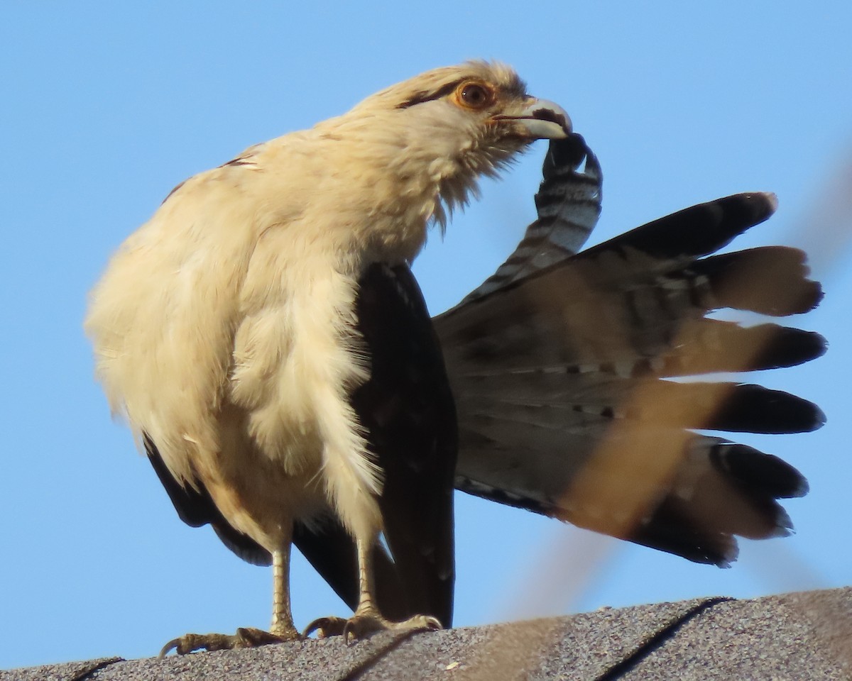 Yellow-headed Caracara - ML650924560
