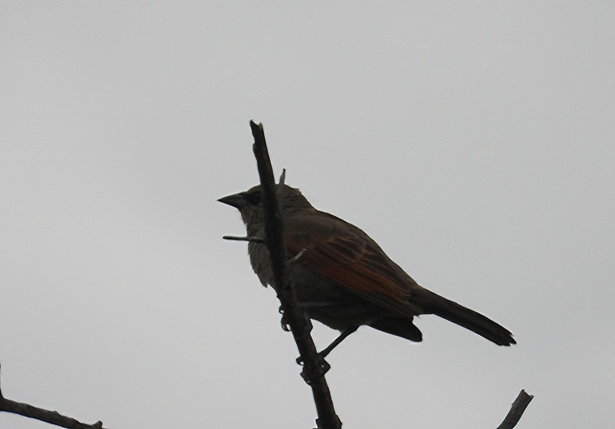 Grayish Baywing - ML650924596