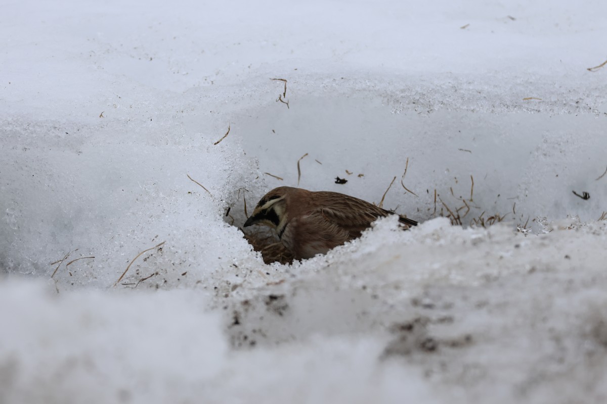 Horned Lark - ML650924776