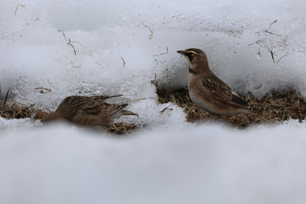 Horned Lark - ML650924777