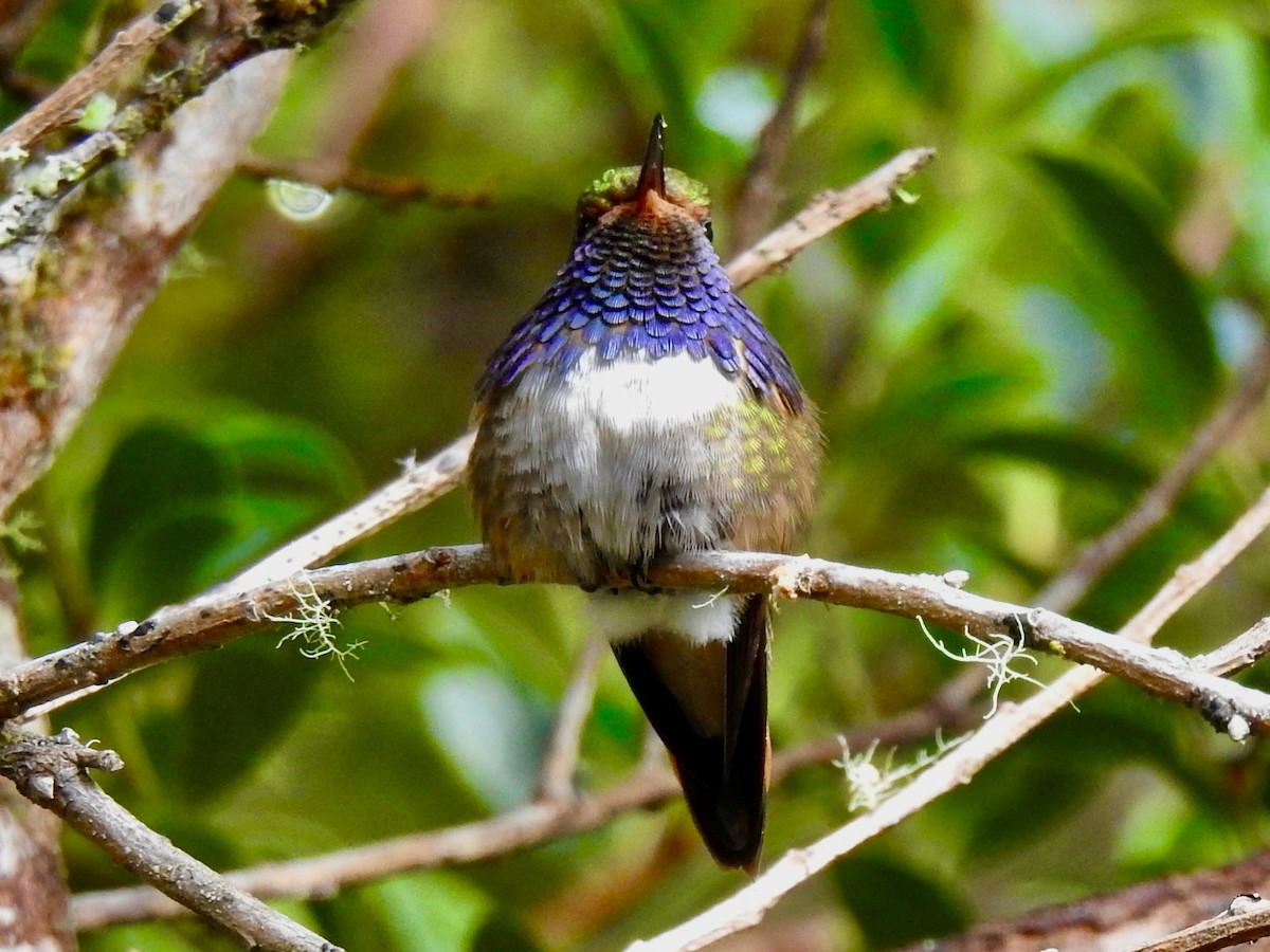 Volcano Hummingbird - ML650924782