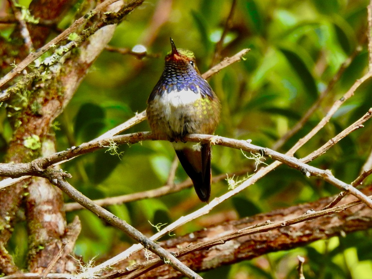 Volcano Hummingbird - ML650924805