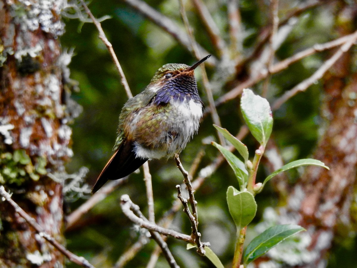 Volcano Hummingbird - ML650924846