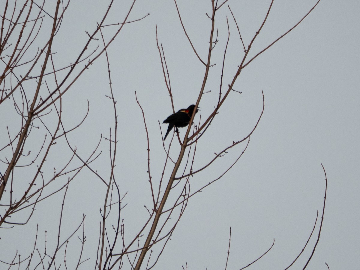 vlhovec červenokřídlý - ML650924875