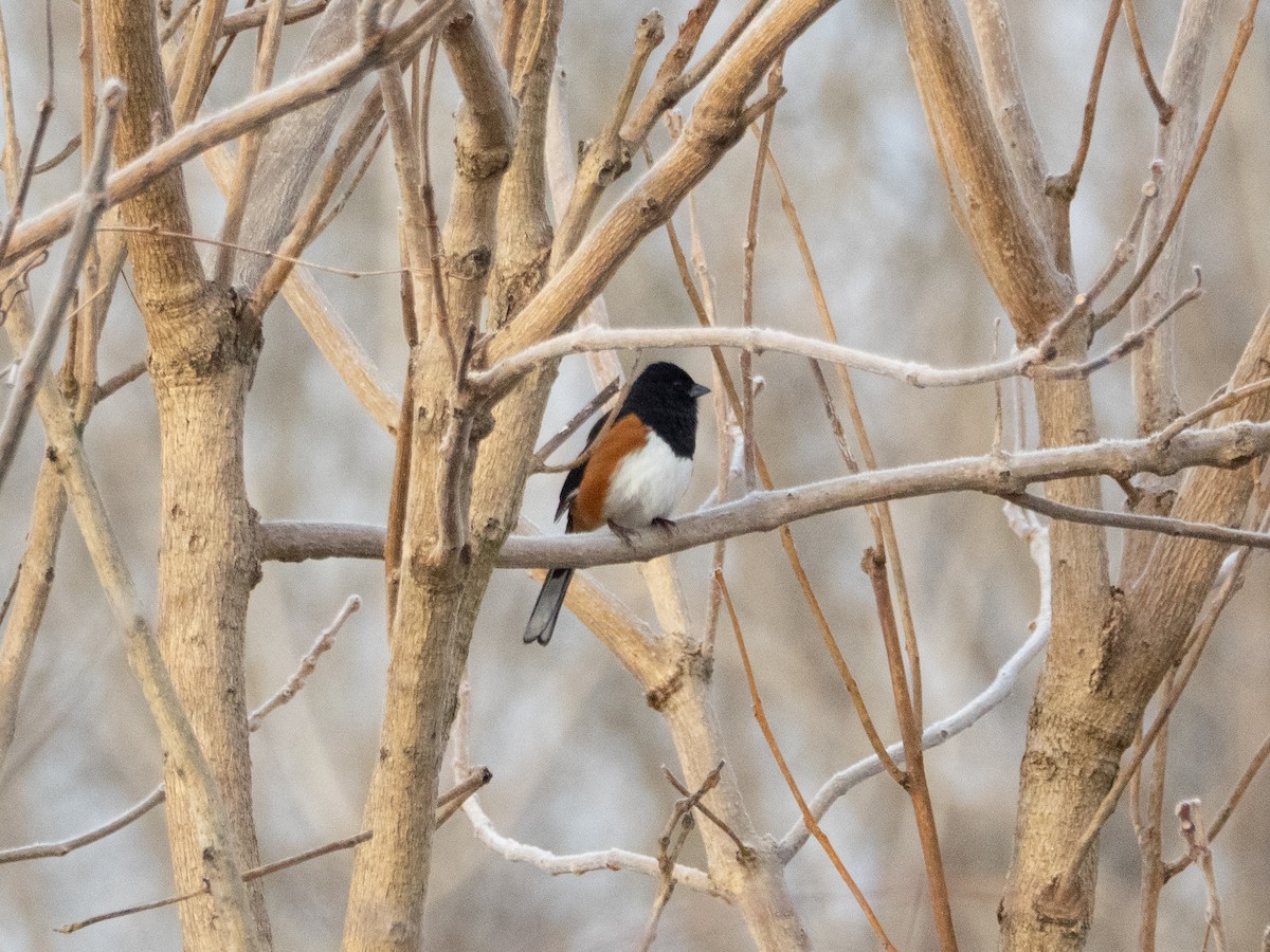 pipilo rudooký - ML650924887