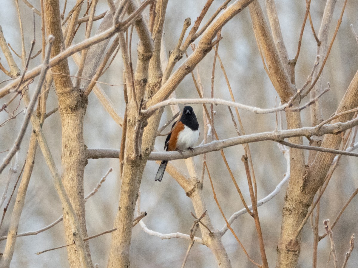 pipilo rudooký - ML650924888