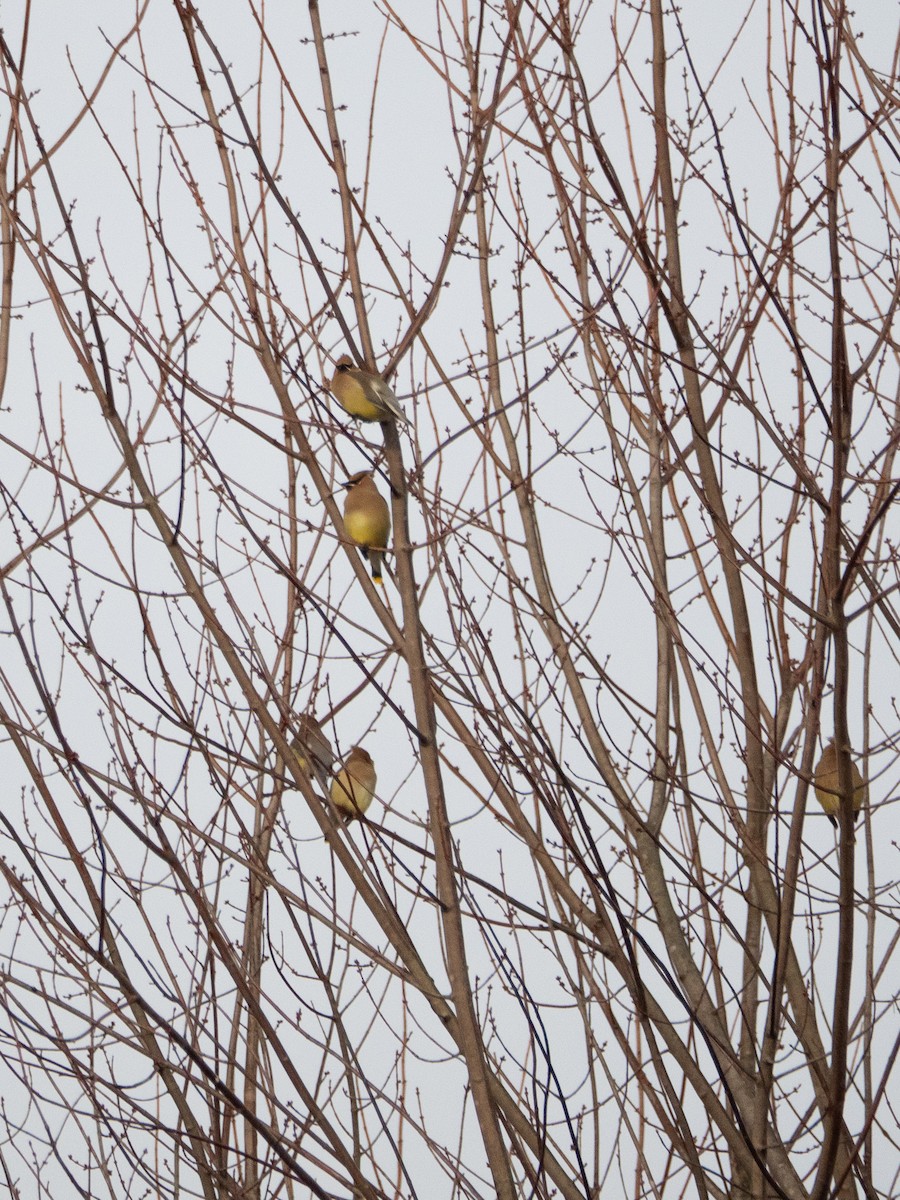 brkoslav americký - ML650924895