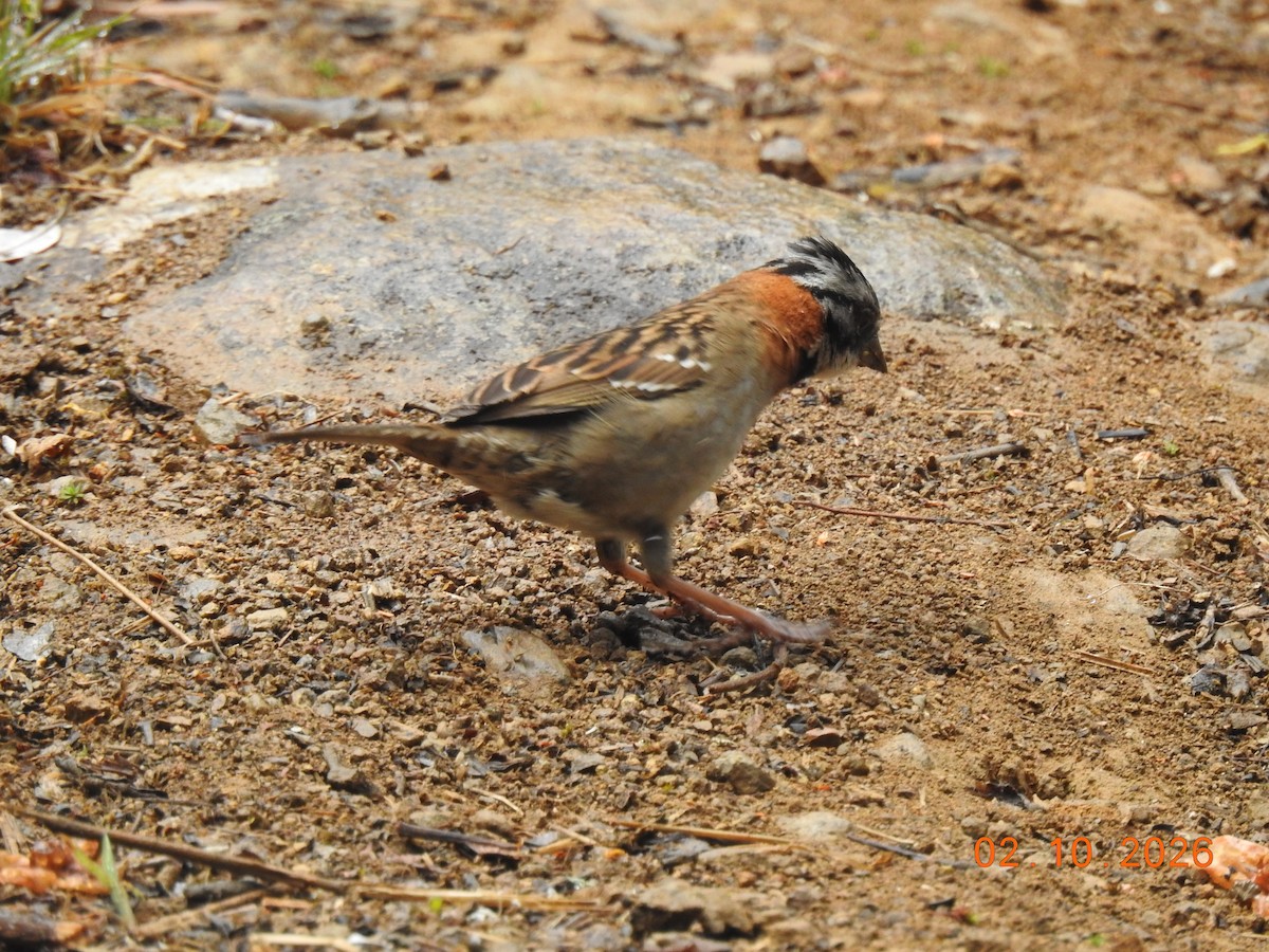 Rufous-collared Sparrow - ML650924969