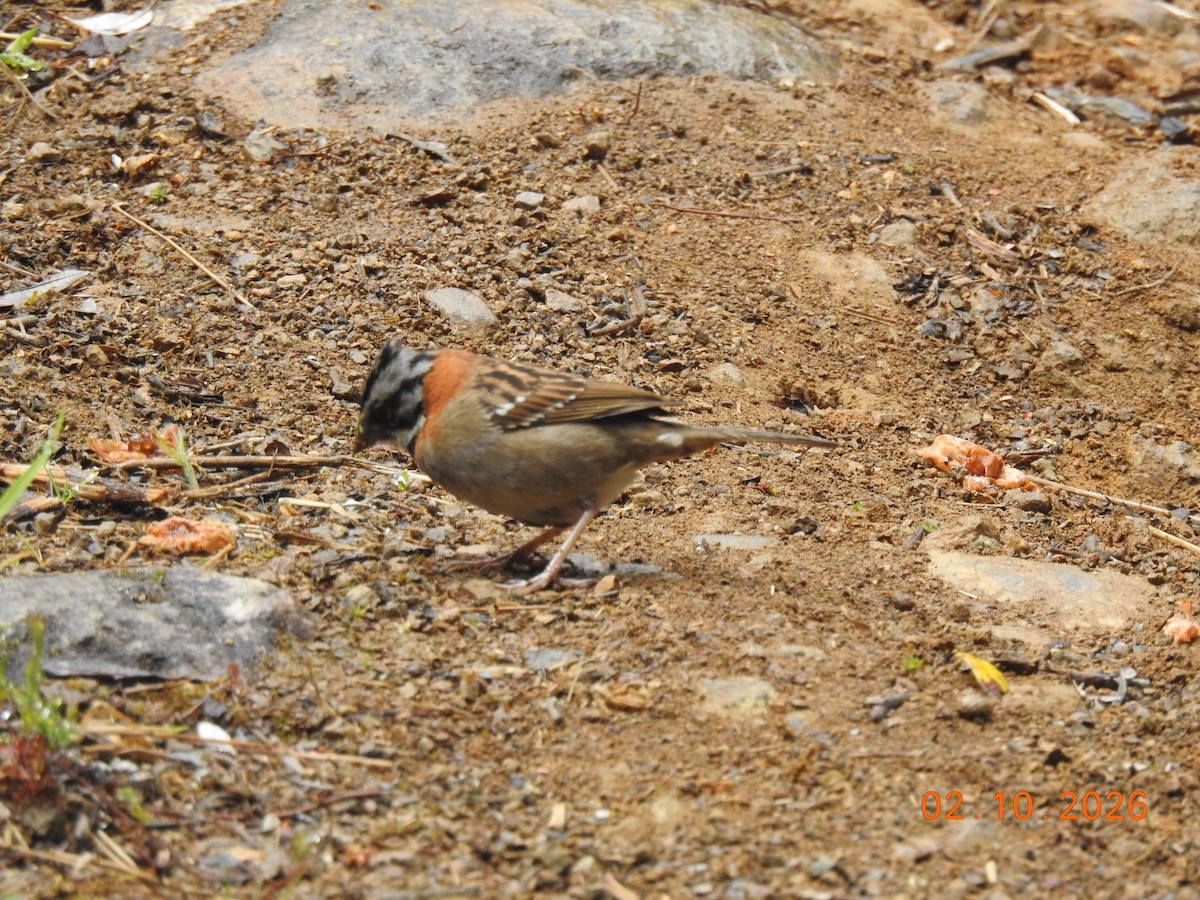 Rufous-collared Sparrow - ML650925006