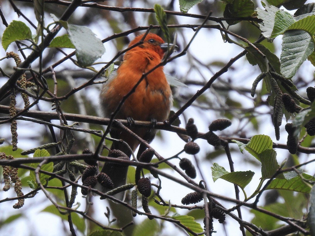 Flame-colored Tanager - ML650925072
