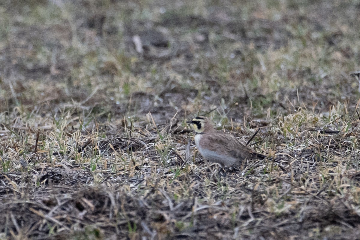 Horned Lark - ML650925199