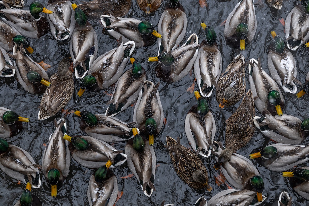 ברכיה - ML650925238