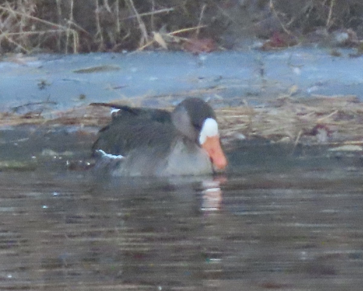 Greater White-fronted Goose - ML650925334