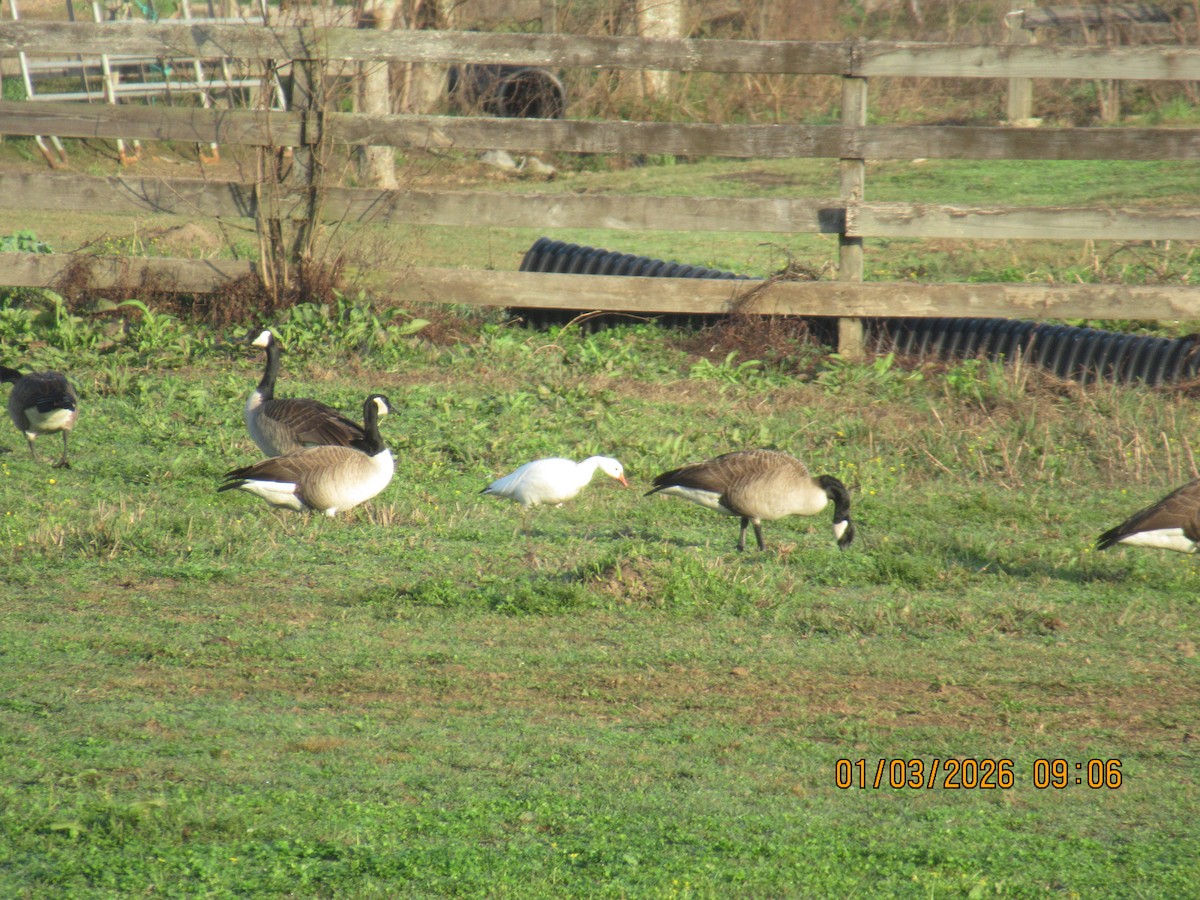 אווז שלג - ML650925405