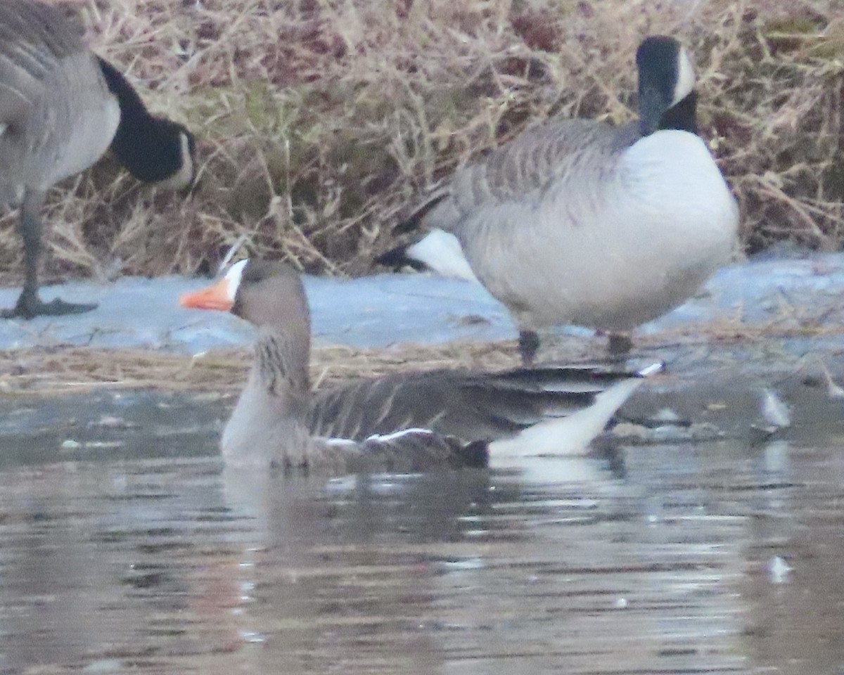 Greater White-fronted Goose - ML650925439