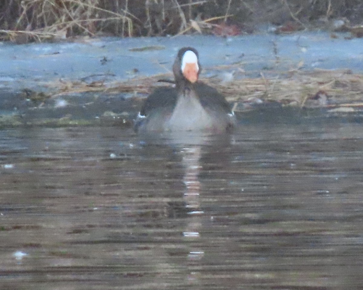 Greater White-fronted Goose - ML650925440