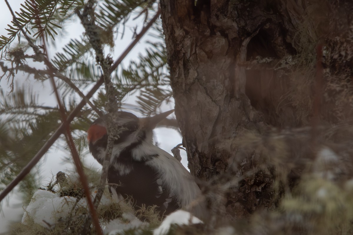 Волосатый дятел - ML650925485