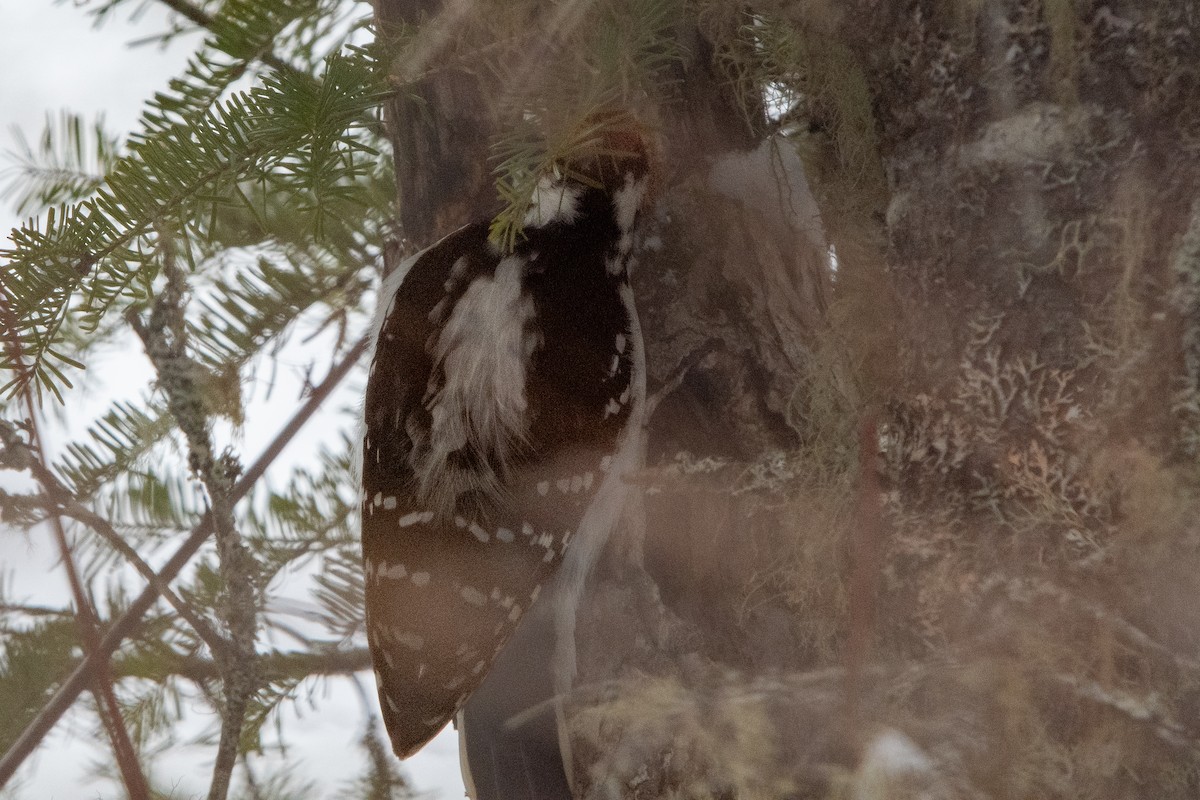 Волосатый дятел - ML650925486